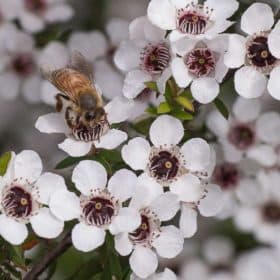 Benefits of Manuka Honey for Acne-Prone Skin
