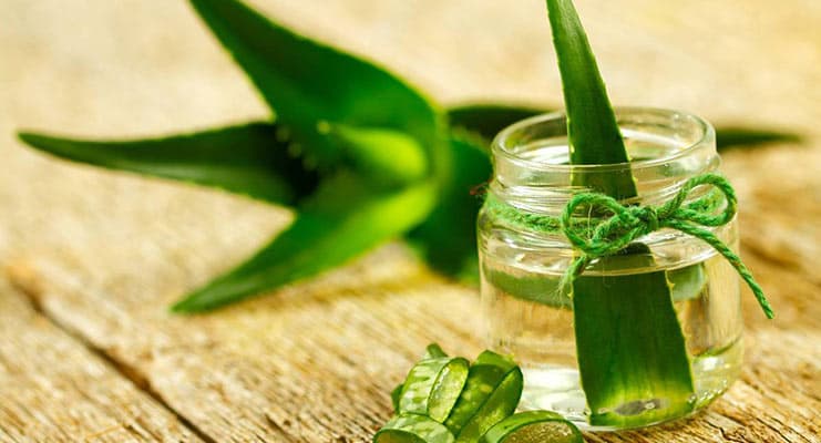 Exploring the Healing Properties of Aloe Vera