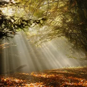 forest, forest glade, fog, glade, sunbeams, fall, autumn colors, radiant, mystical, nature, landscape, forest glade, forest glade, glade, glade, glade, sunbeams, radiant, radiant, radiant, radiant, radiant