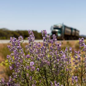 a truck driving down a road next to a field of purple flowers